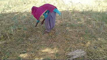 देसी भारतीय प्रेमी ने खेत में काम कर रही अपनी सुंदर प्रेमिका को चोदा